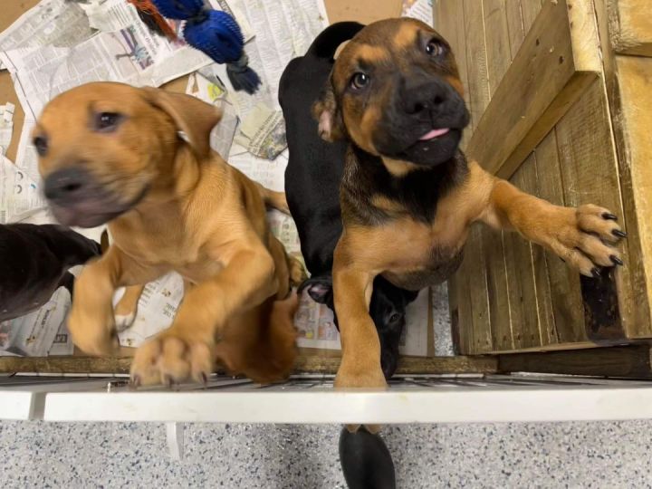 Southern College Litter, an adoptable Labrador Retriever & Hound Mix in Kentwood, MI_image-1