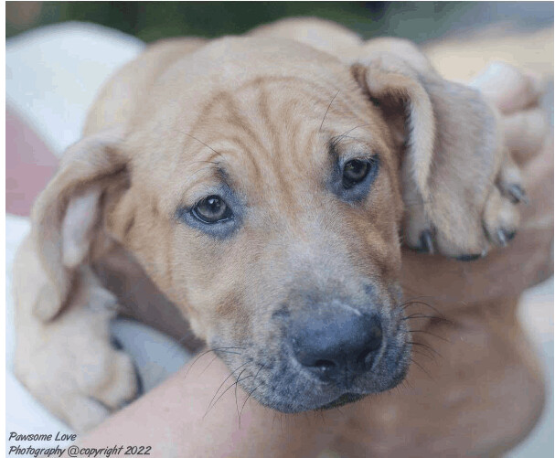 Southern College Litter, an adoptable Labrador Retriever & Hound Mix in Kentwood, MI_image-5