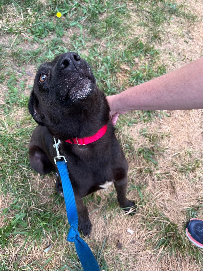 Bolt, an adoptable Labrador Retriever in Blue Springs, MO, 64015 | Photo Image 2