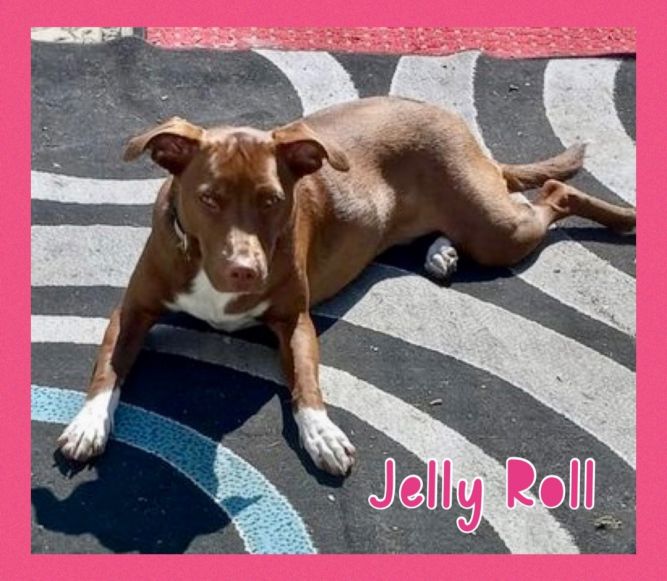 FOSTER ME! Jelly Roll