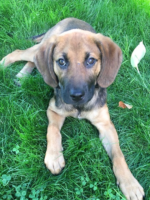 Jericho, an adopted Hound Mix in Minneapolis, MN_image-5