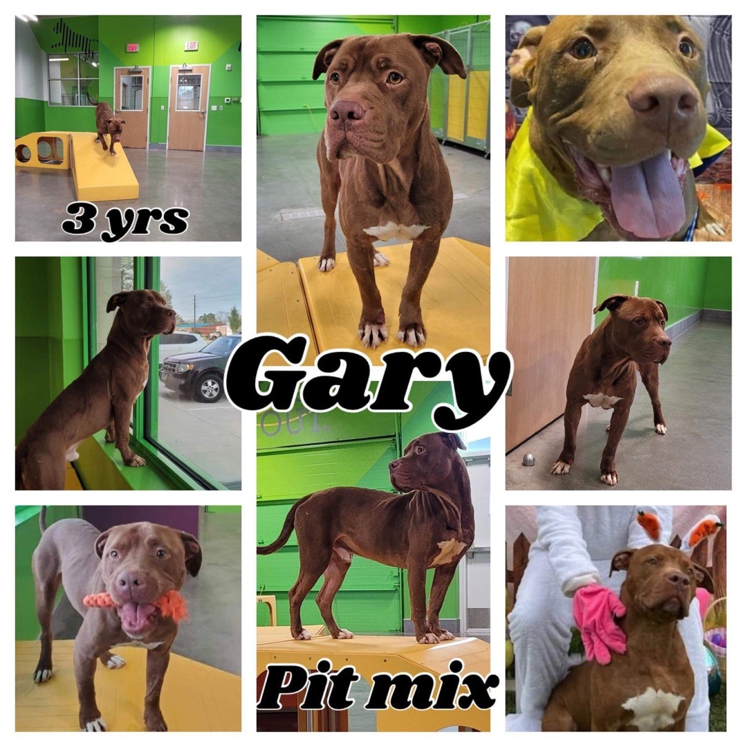 Gary (TX adopt only)