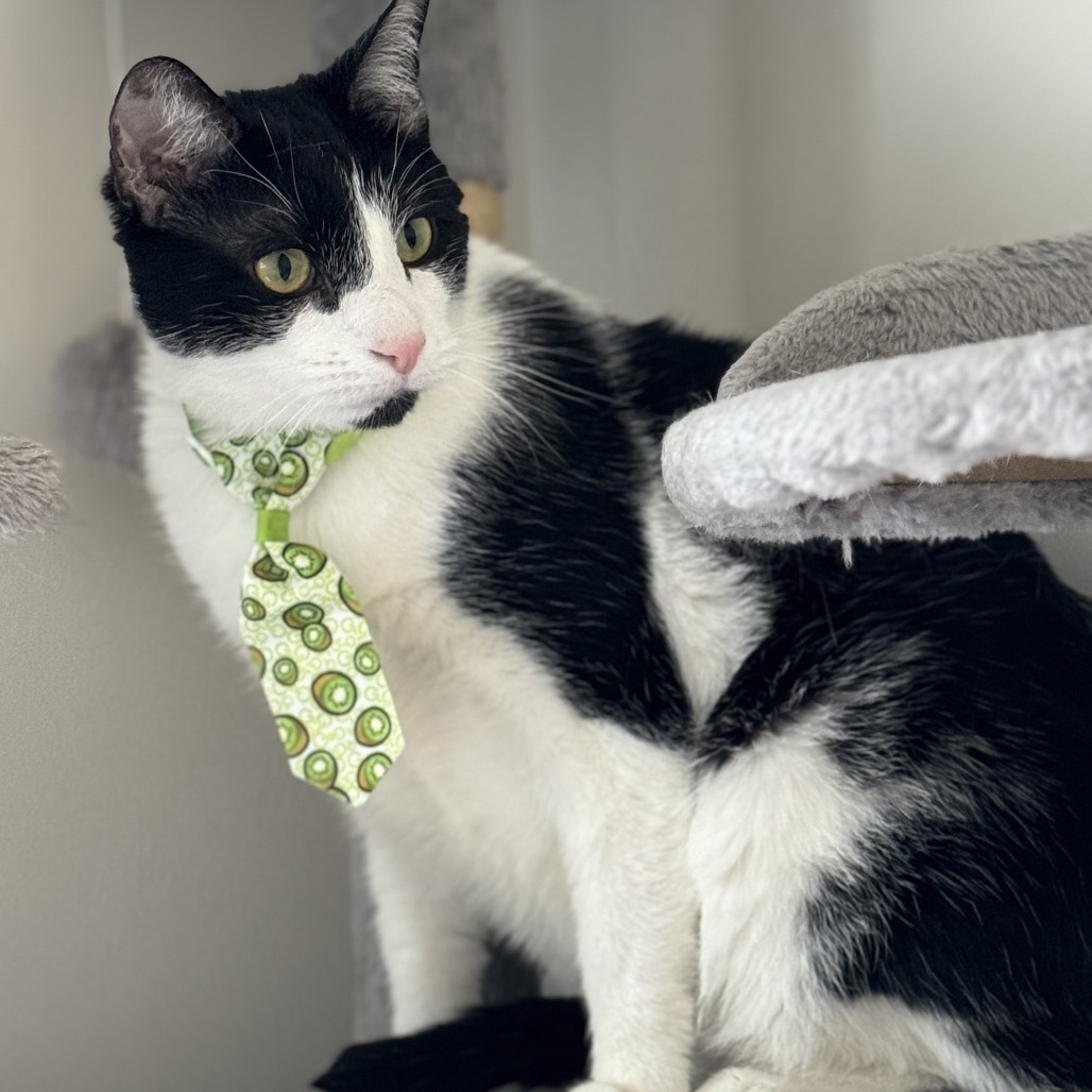 Oreo Cordero, an adoptable Domestic Short Hair in Merrifield, VA, 22116 | Photo Image 1