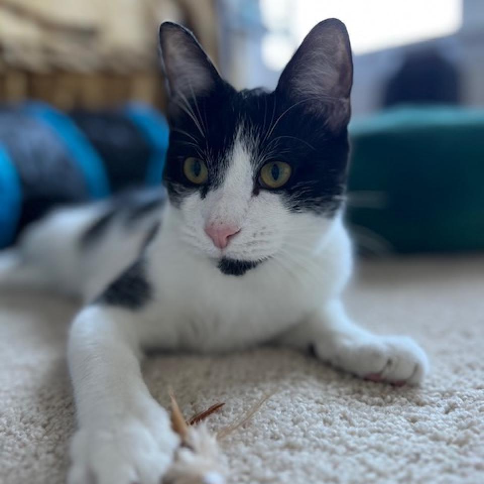 Oreo Cordero, an adoptable Domestic Short Hair in Merrifield, VA, 22116 | Photo Image 2