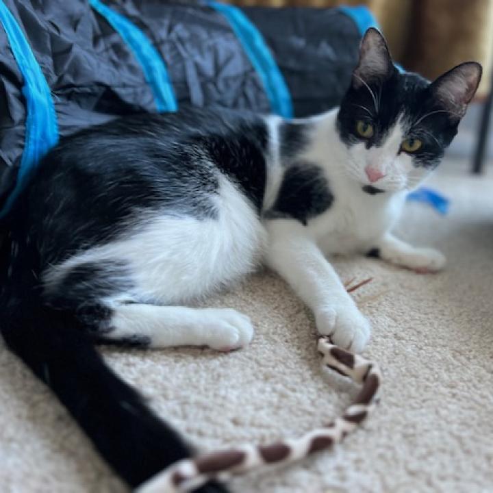Oreo Cordero, an adoptable Domestic Short Hair in Merrifield, VA, 22116 | Photo Image 3