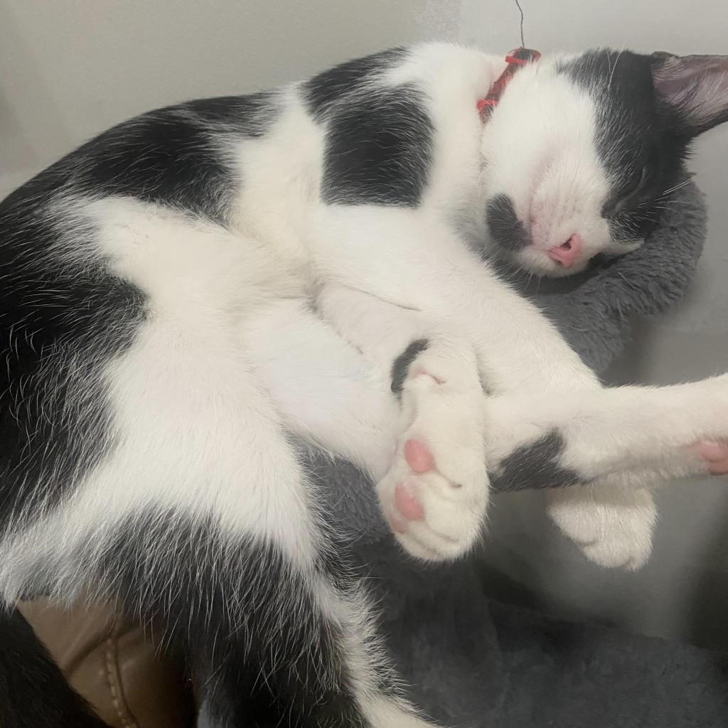 Oreo Cordero, an adoptable Domestic Short Hair in Merrifield, VA, 22116 | Photo Image 4