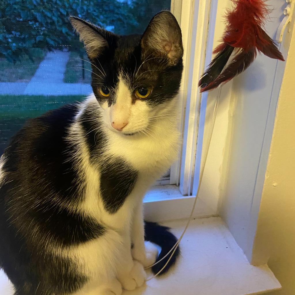 Oreo Cordero, an adoptable Domestic Short Hair in Merrifield, VA, 22116 | Photo Image 5