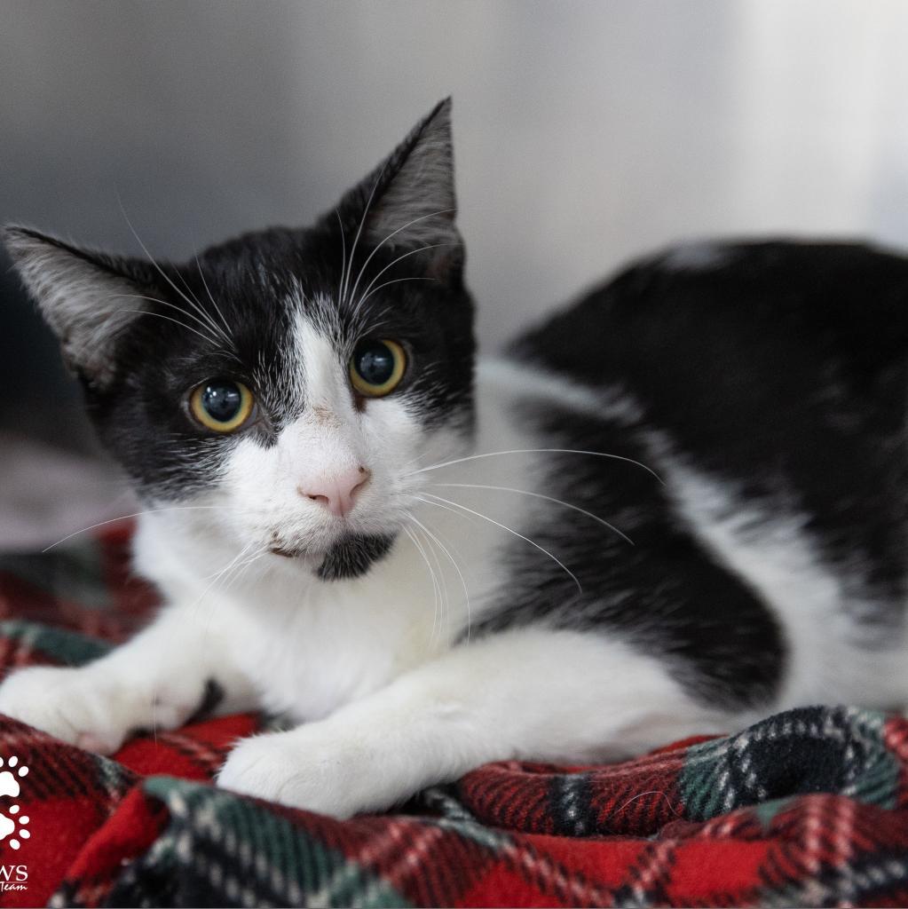 Oreo Cordero, an adoptable Domestic Short Hair in Merrifield, VA, 22116 | Photo Image 6