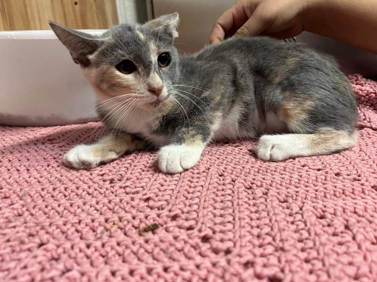 Layla, an adoptable Domestic Short Hair in El Centro, CA, 92243 | Photo Image 1