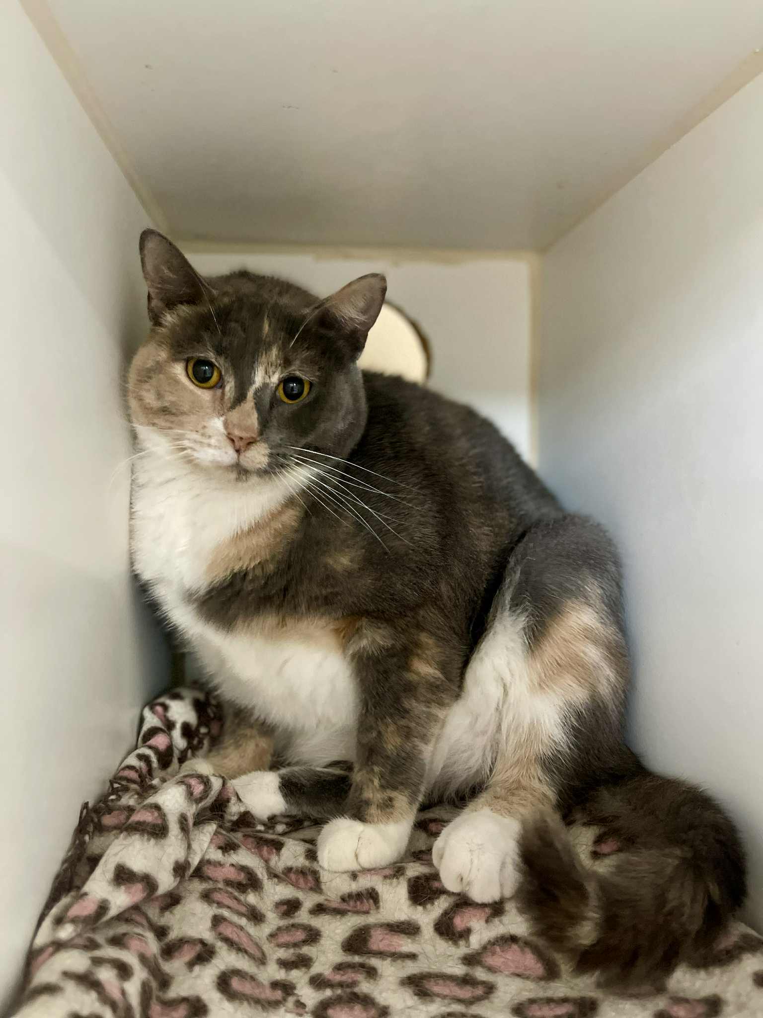 Layla, an adoptable Domestic Short Hair in El Centro, CA, 92243 | Photo Image 1