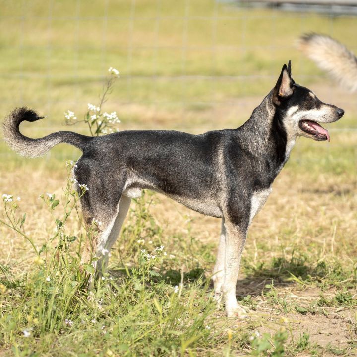 Barkley, an adoptable Siberian Husky Mix in vallecito, CA_image-6
