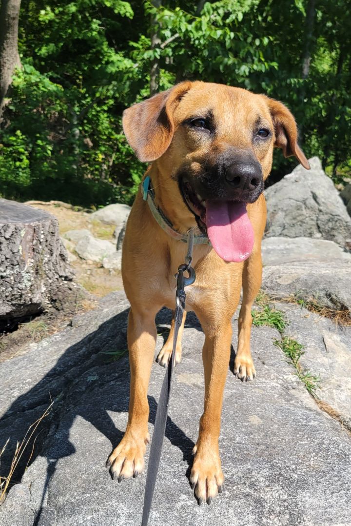 Jules' Day out, an adoptable Hound & Labrador Retriever Mix in Ringwood, NJ_image-3