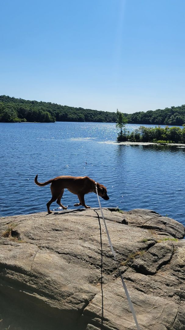 Jules' Day out, an adoptable Hound & Labrador Retriever Mix in Ringwood, NJ_image-5