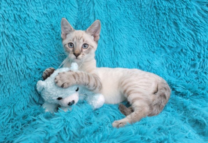 Biscuit making Bruno, an adopted Siamese & Domestic Short Hair Mix in Saint Augustine, FL_image-1