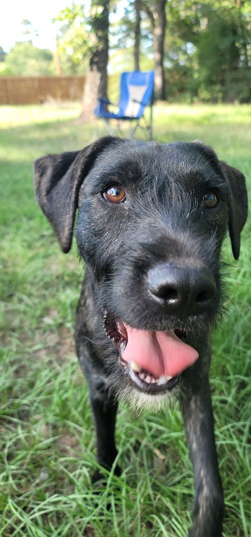 Nicholas , an adoptable Terrier & Labrador Retriever Mix in Magnolia, TX_image-5