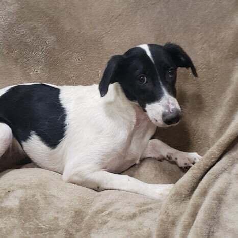 Border collie store fox terrier mix