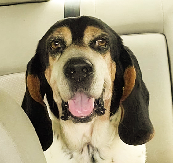 Eddie, an adoptable Basset Hound in Knoxville, TN_image-1