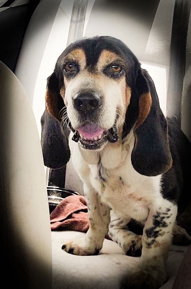 Eddie, an adoptable Basset Hound in Knoxville, TN_image-2