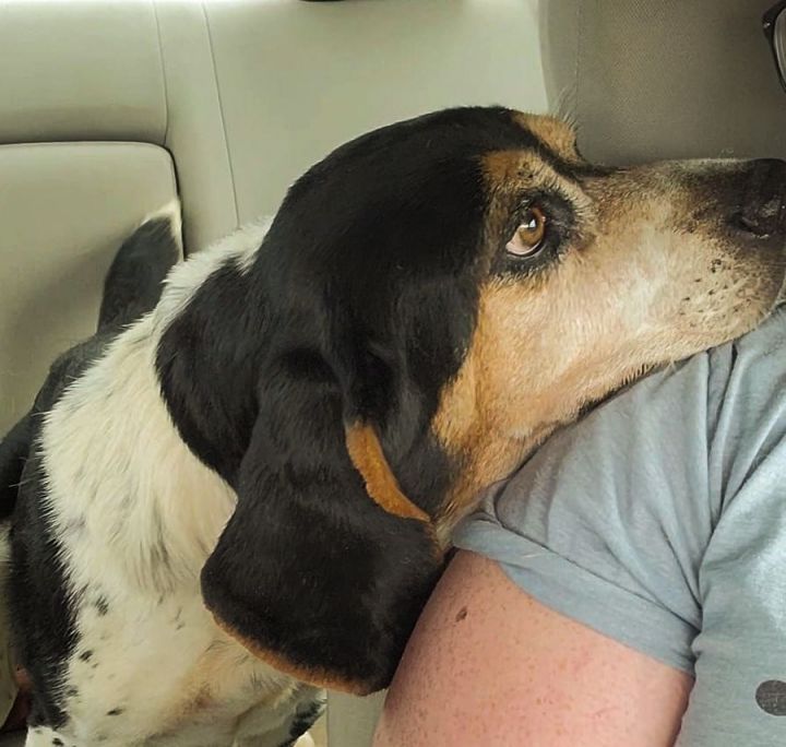Eddie, an adoptable Basset Hound in Knoxville, TN_image-3