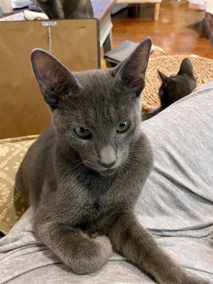 Blue store oriental cat