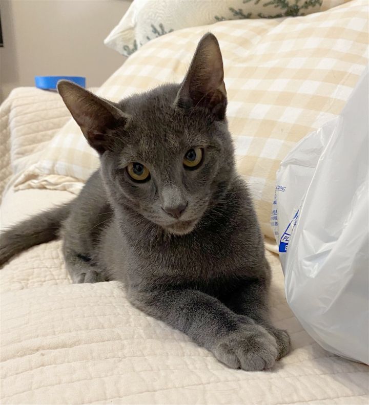 Indy, an adoptable Russian Blue & Oriental Short Hair Mix in Alvin, TX_image-3