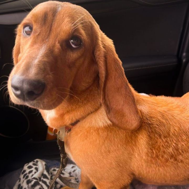 Honey, an adoptable Basset Hound Mix in Knoxville, TN_image-1