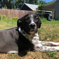 Izzie, an adoptable American Bulldog Mix in Minneapolis, MN_image-2