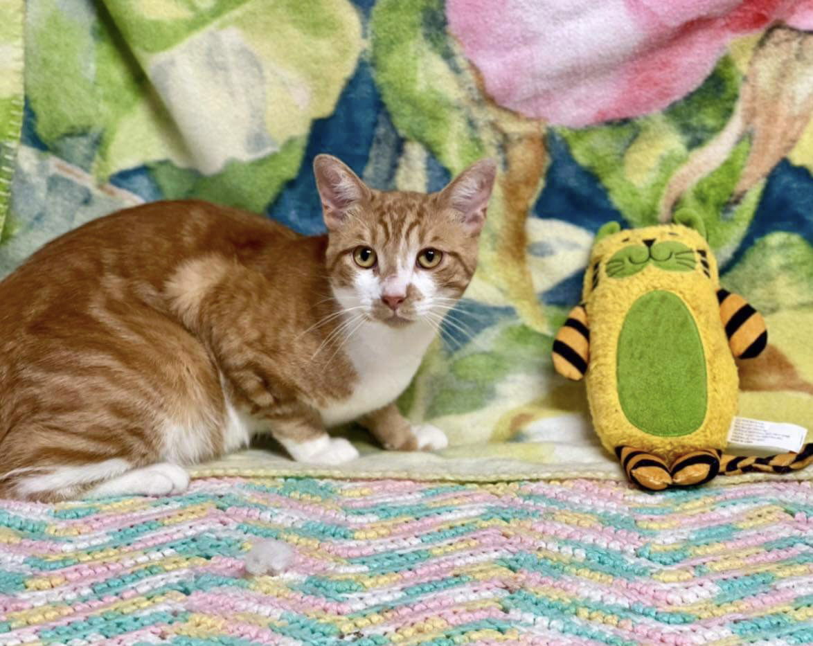 Enzo, an adoptable Domestic Short Hair in El Centro, CA, 92243 | Photo Image 1