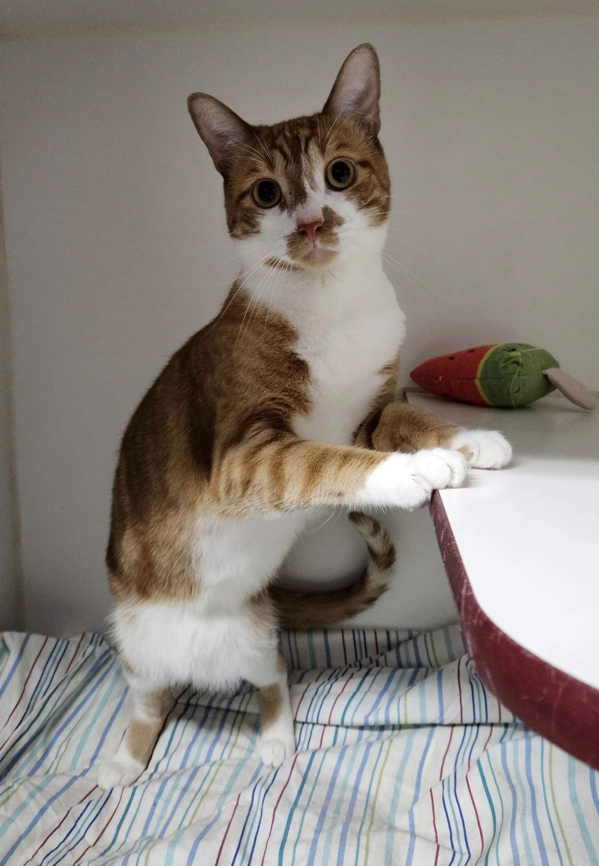 Enzo, an adoptable Domestic Short Hair in El Centro, CA, 92243 | Photo Image 3