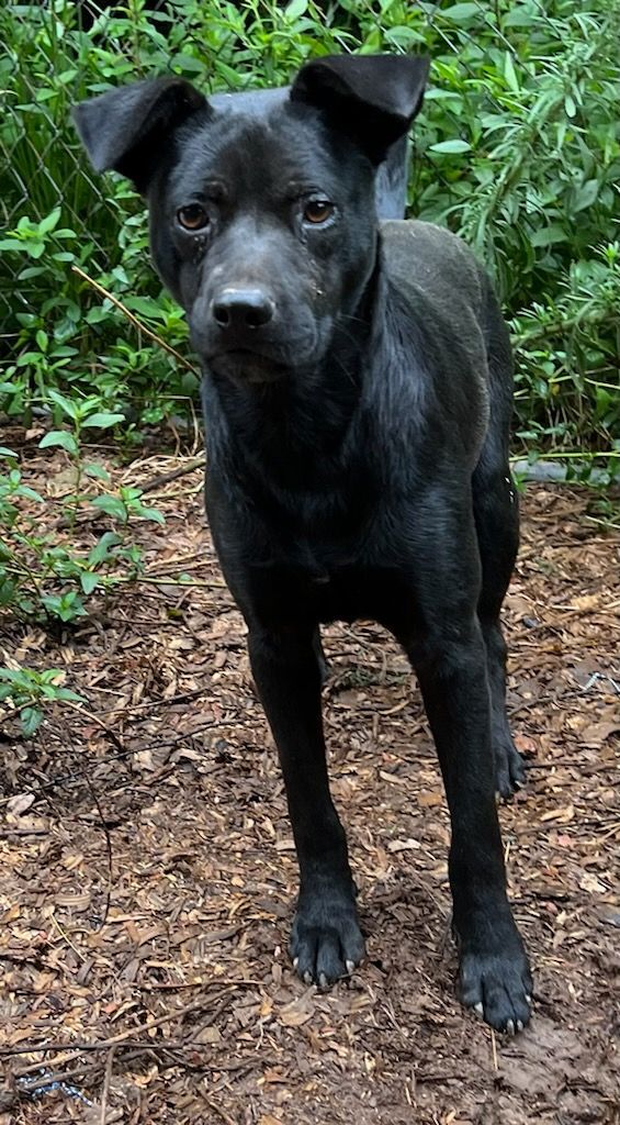 Onyx, an adoptable Labrador Retriever Mix in Columbia, SC_image-4