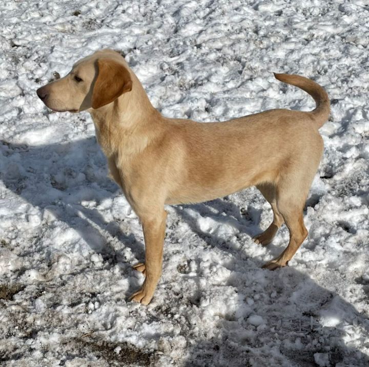 Scamp, an adoptable Labrador Retriever & Hound Mix in Evergreen, CO_image-2