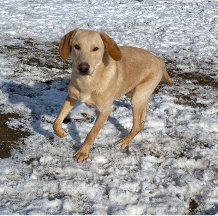 Scamp, an adoptable Labrador Retriever & Hound Mix in Evergreen, CO_image-4