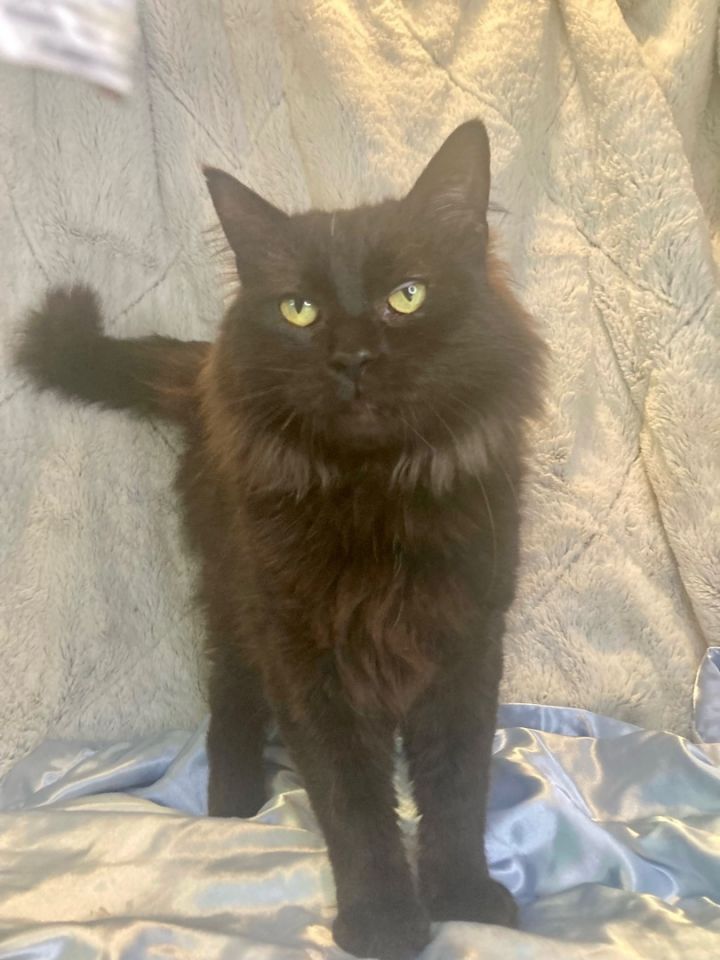 Carper (FIV+), an adoptable Domestic Long Hair in Algonquin, IL_image-4