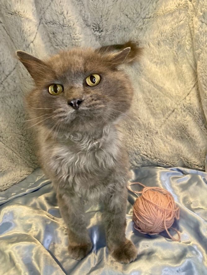 Hunter (FIV+)