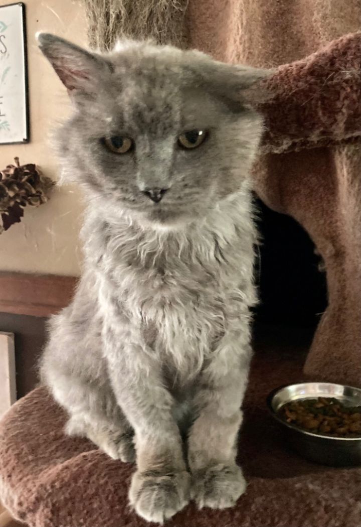 Hunter (FIV+) 5