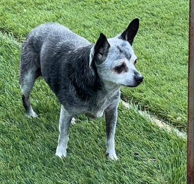 Hopper, an adoptable Chihuahua & Australian Terrier Mix in Creston, CA_image-1
