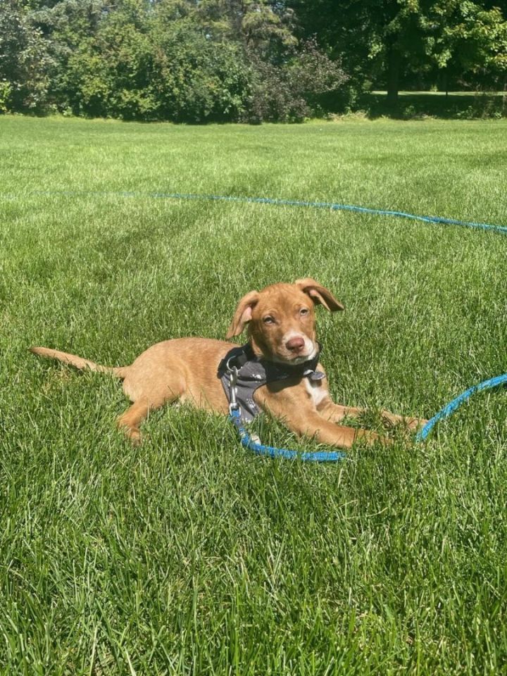 Jacques, an adoptable Mixed Breed in Hoffman Estates, IL_image-1