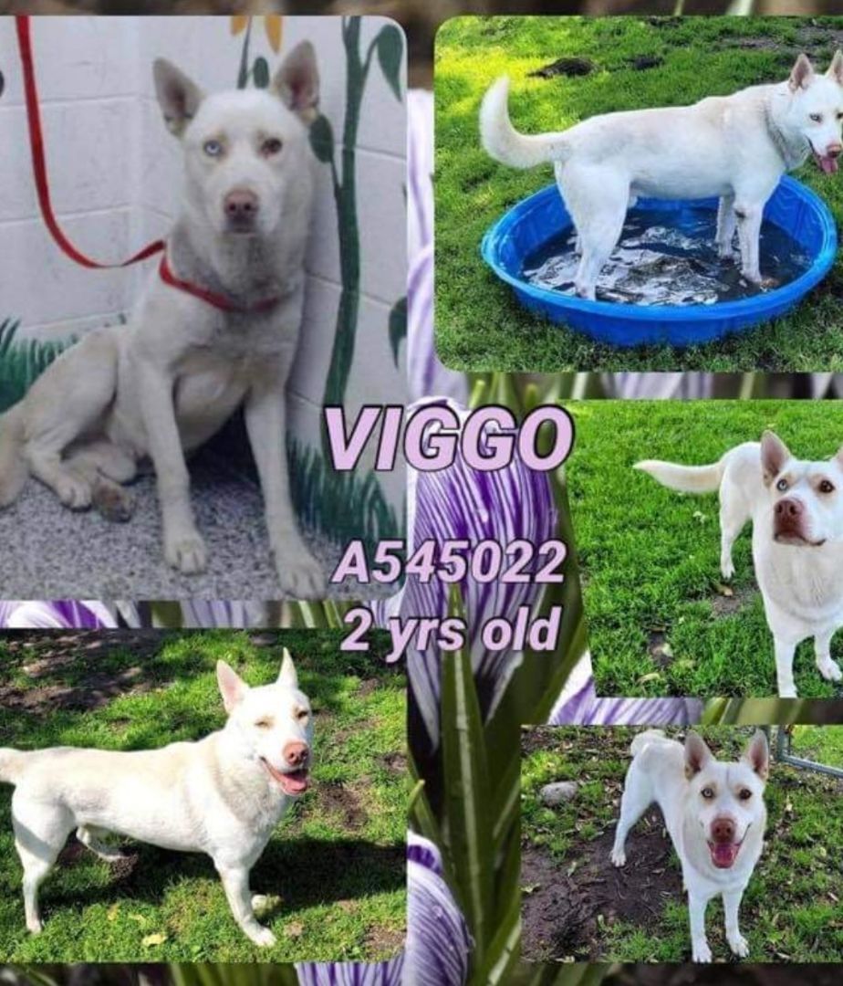 Viggo, an adoptable Siberian Husky in Blaine, WA, 98230 | Photo Image 1
