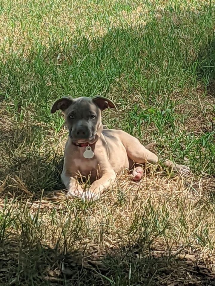 Annie, an adoptable Pit Bull Terrier in Nixa, MO_image-2