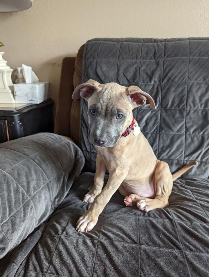 Annie, an adoptable Pit Bull Terrier in Nixa, MO_image-4