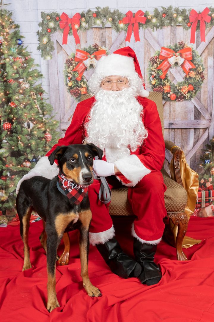 australian shepherd doberman mix puppies