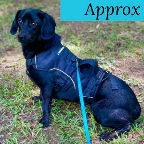 Dixon, an adoptable Dachshund & Black Labrador Retriever Mix in Baker, LA_image-1