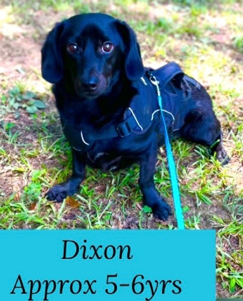 Dixon, an adoptable Dachshund & Black Labrador Retriever Mix in Baker, LA_image-2