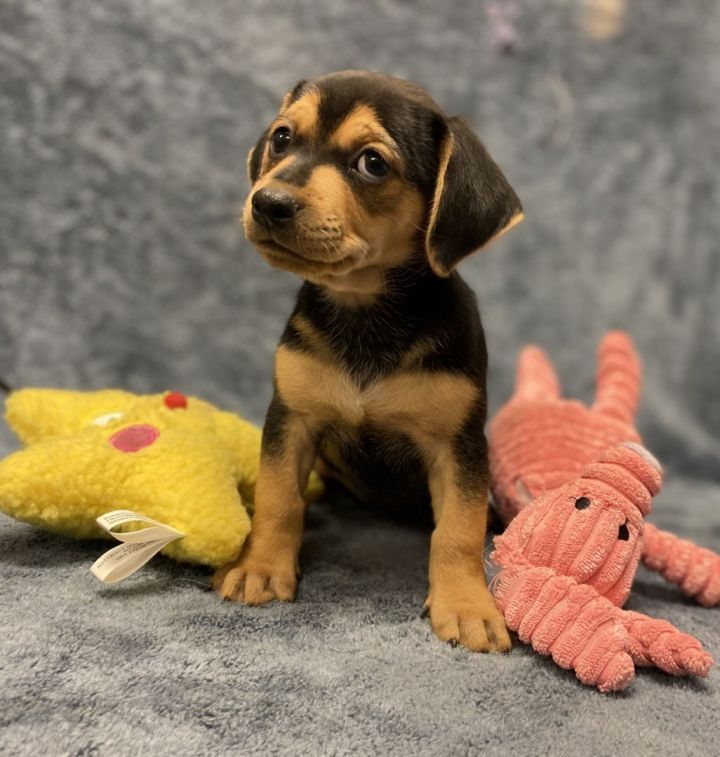 Cassie's Ripp, an adopted Dachshund & Beagle Mix in Los Alamitos, CA_image-6