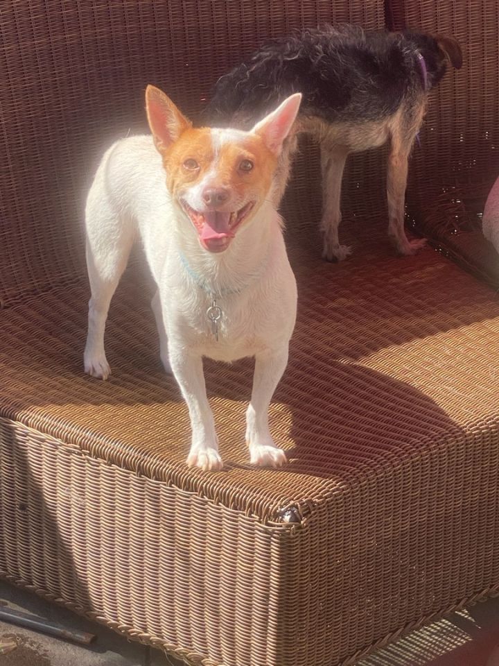 Jasper *Courtesy Post *, an adoptable Rat Terrier & Cattle Dog Mix in Newport Beach, CA_image-5