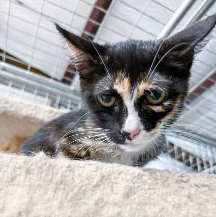 Truffles, an adoptable Domestic Short Hair & Calico Mix in Marble Falls, TX_image-2
