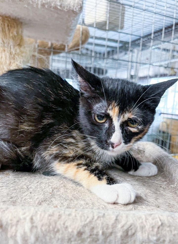 Truffles, an adoptable Domestic Short Hair & Calico Mix in Marble Falls, TX_image-3