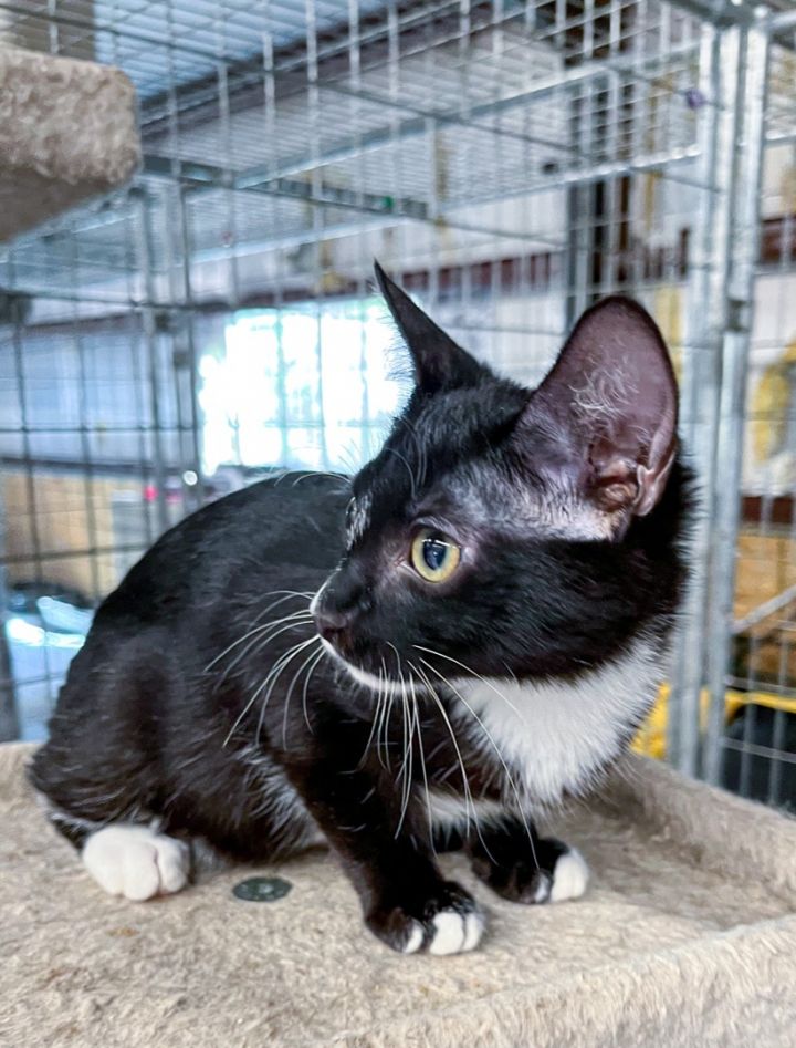 Midnite, an adoptable Domestic Short Hair & Tuxedo Mix in Marble Falls, TX_image-3