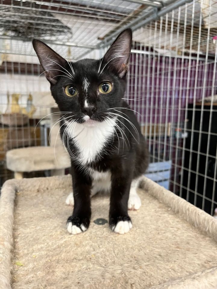Midnite, an adoptable Domestic Short Hair & Tuxedo Mix in Marble Falls, TX_image-4
