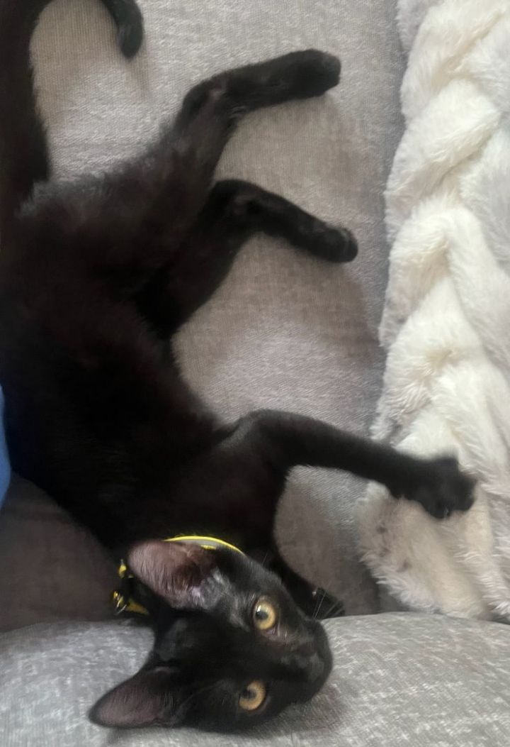 Champagne Coraline 2